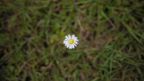 Nahaufnahme-Einer-Blume-Auf-Dem-Rasen