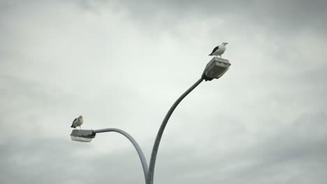 Ein-Vogel-Fliegt-Zu-Einem-Anderen-Vogel-Auf-Der-Straßenlaterne