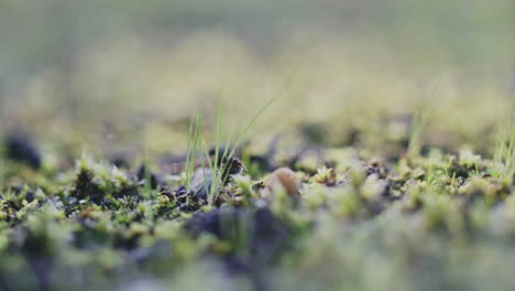 Ein-Haufen-Gras-Auf-Dem-Boden,-Bedeckt-Von-Flechten,-Moos