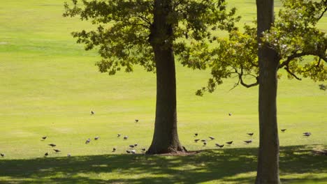 a-flock-of-birds-resting-on-the-lawn-in-a-park,-with-big-pile-trees