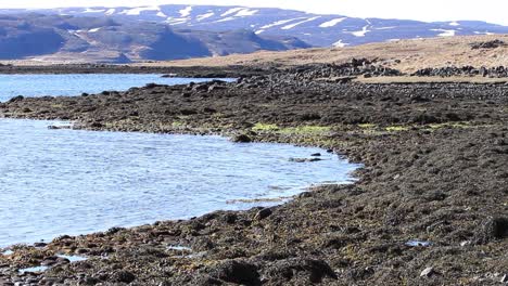 Seaweed-and-kelp-on-the-seashore-in-Nothern-Iceland