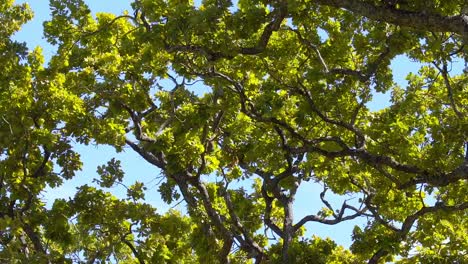 Nahaufnahme-Von-Bäumen-Und-Ästen-Und-Blättern