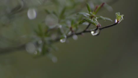raindrops-on-the-branches-closeup-long-shot