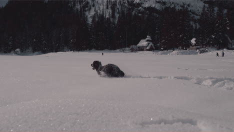 Excited-dog-playing-in-fresh-new-powdery-snow,-jumping-joyfully