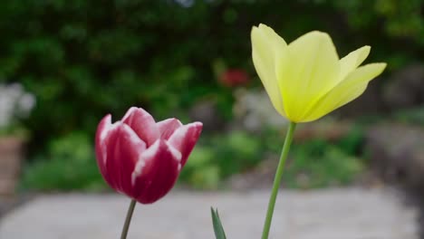 Nahaufnahme-Mit-Zwei-Tulpen-Im-Garten