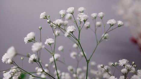 closeup-shot-of-baby's-breath-flower-white