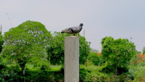 Common-Grey-Pigeon-Sitting-On-A-Cement-Post