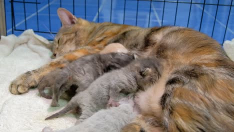Gato-Madre-Acostado-En-La-Jaula-De-Mascotas-Con-Gatitos-Hambrientos-Chupando-Leche