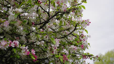 Der-Sakura-baum-An-Einem-Bewölkten-Tag-Schöne-Blätter-Und-Blütenblätter