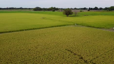 Die-Wunderschönen-Grünen-Ackerflächen-Thailands---Luftrückseite