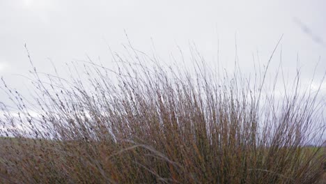 new-zealand-reeds-with-winds