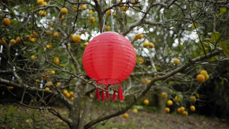 red-lantern-hanging-and-swinging-in-a-lemon-tree