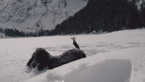 Dog-with-long-ears-catches-snowball,-jumps-in-snow-powder-in-mountain-valley