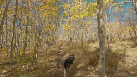 Dog-walking-through-Aspen-trees-in-the-fall