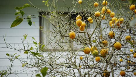 Zitronenbaum-Im-Hinterhof-Mit-Gelben-Zitronen-Am-Baum