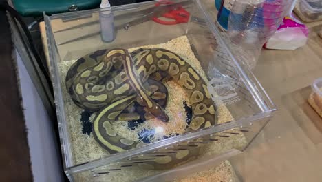 Ball-Python-Coiled-Inside-The-Glass-Cage-With-Wood-Shavings-At-The-Pet-Expo-Thailand-2020-In-Bangkok