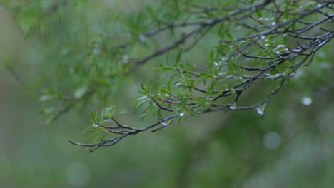 rain-drops-on-the-branches