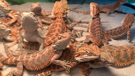 Central-Bearded-Dragons-Looking-Up-And-Laying-On-Top-Of-Each-Other-At-The-Pet-Expo-Thailand-2020-In-Bangkok