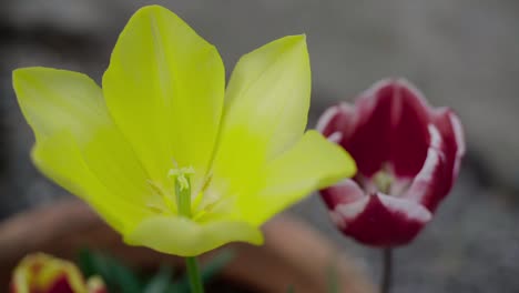 two-tulip-swinging-in-the-wind