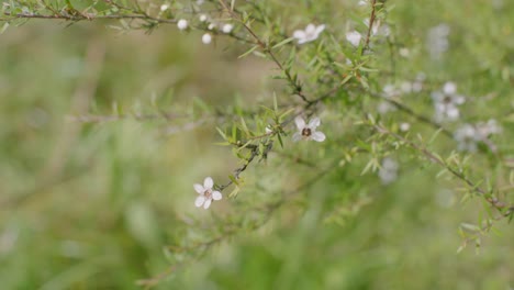 Flor-De-Manuka-árbol-Blanco-En-Verano-Nueva-Zelanda-Hojas-Verdes-Flor