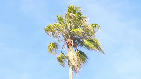 tip-of-a-palm-tree-high-above-the-sky