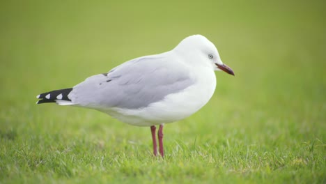 Closeup-Seitenansicht-Eines-Weißen-Vogels