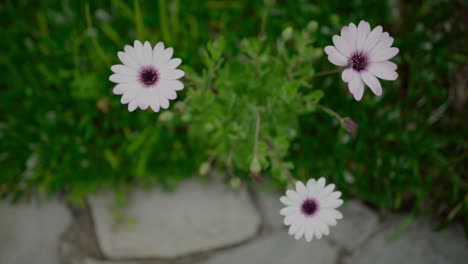 three-chrysanthemum-daisy-pinky-green
