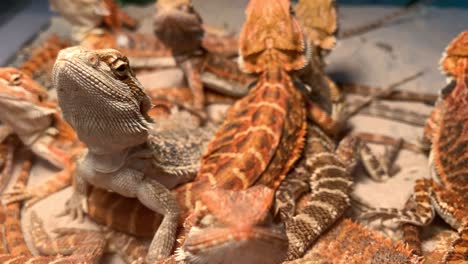 Central-Bearded-Dragons-Looking-Up-Under-The-Vibrant-Yellow-Lights
