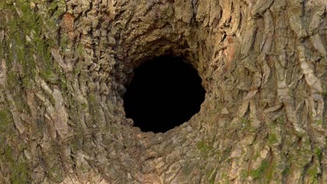 big-black-hole-in-the-tree,-tree-hole-big