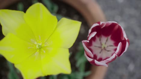 Nahaufnahme-Einer-Gelben-Tulpe-Und-Einer-Roten-Tulpe