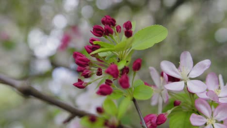 Rosafarbene-Blume-Nahaufnahme-Erschossen
