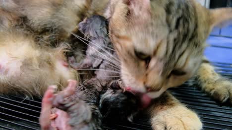 Mother-Cat-In-The-Cage-Cleaning-Kitten-After-Birth-During-Pet-Expo-2020-In-Thailand---extreme-close-up