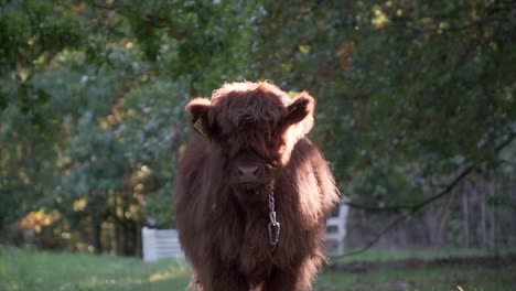 Scottish-highland-cattle-slowly-walking-forward-and-then-standing-still