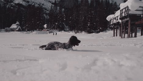 Dog-run-blissful-in-deep-snow,-jump-in-white-powder-on-mountain-glade