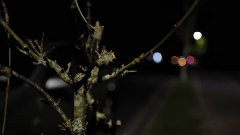 Nackte-Äste,-Die-Nachts-Von-Der-Straßenlaterne-Im-Neuseeländischen-Haushalt-Beleuchtet-Werden