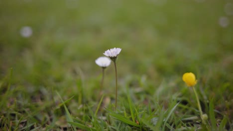 small-flowers-on-the-grass-closeup