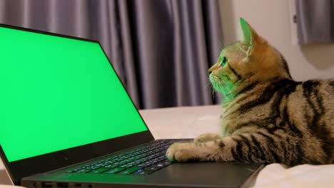 An-Adorable-Dragon-Li-Cat-Staring-On-The-Green-Screen-Of-A-Laptop-In-Bed-With-Head-Moving-From-Side-To-Side---extreme-close-up