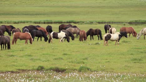 A-herd-of-Icelandic-horses-biting-grass-in-a-field-in-Iceland