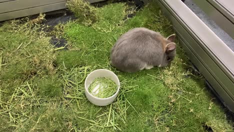 Holland-lop-kaninchen,-Das-Während-Der-Thailand-Pet-Expo-2020-Grünes-Gras-Im-Käfig-Isst---Hochwinkelaufnahme