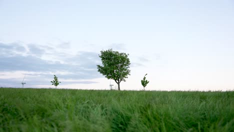 Einzelner-Baum,-Der-In-Einem-Grasfeld-Steht