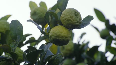 2-limes-on-the-tree-swinging-lime-tree-closeup