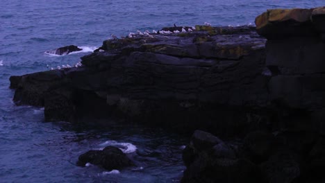 Gaviotas-Sentadas-En-Una-Roca-Descansando-Sobre-Una-Roca-Junto-A-La-Costa-Islandesa