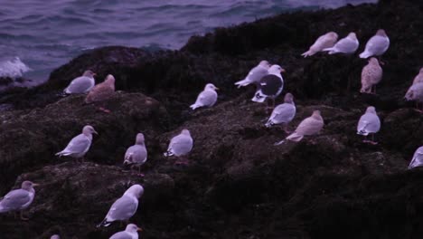 Seagulls-sitting-on-a-rock-by-the-Icelandic-seashore-around-the-roaring-Atlantic-sea