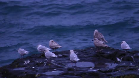 Seagulls-sitting-on-a-rock-by-the-Icelandic-seashore-resting-after-a-long-day-of-food-search