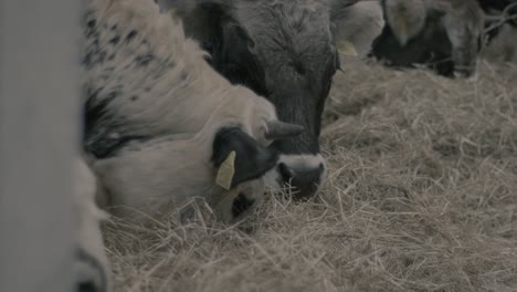 Close-up-on-dairy-cows-eating-hay-in-a-barn-on-ranch