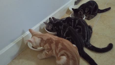 Four-Hungry-American-Shorthair-Kittens-Eating-Dry-Cat-Food-On-Bowl