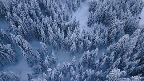 Fir-tree-tops-covered-in-snow-aerial-top-view,-winter-forest-serene-scenery