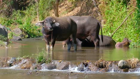 Herde-Von-Wasserbüffeln-Im-Seichten-Fluss-Im-Sommer-In-Thailand