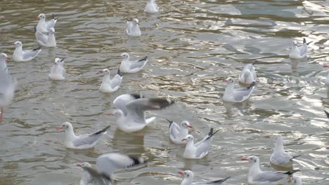 Flock-of-beautiful-white-Seagulls-floating-on-the-waves--close-up