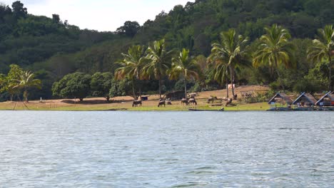 Telephoto-shot-of-water-buffalo-herd-grazing-on-shore-in-distance-with-palm-trees-and-boats